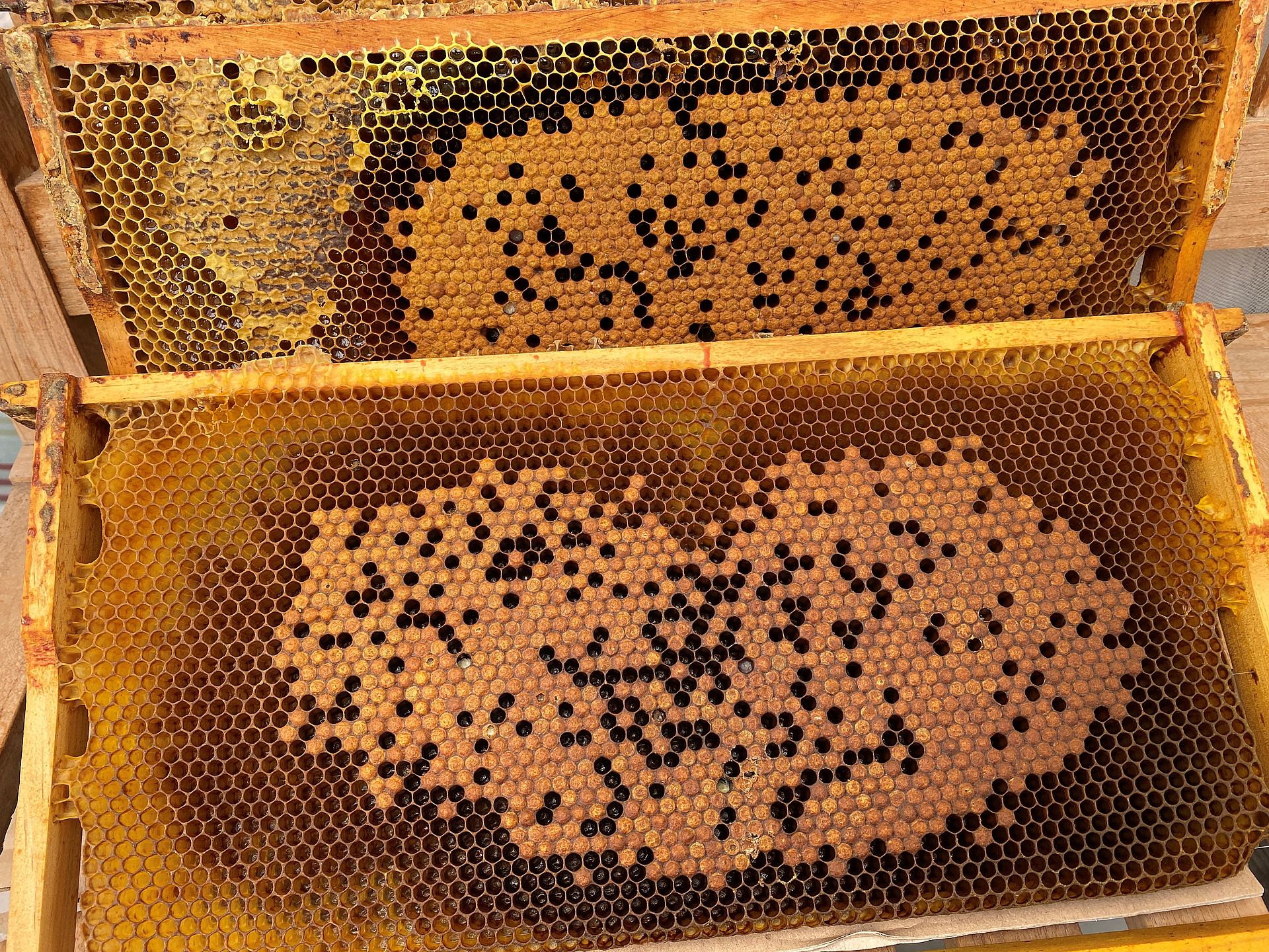 This is what a comb with capped brood looks like when it is removed for TBE