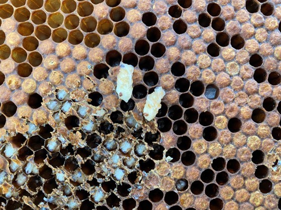 Two pupae from a honeycomb with one Varroa mite each